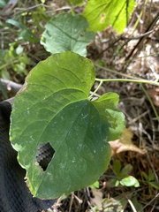 Smilax jamesii