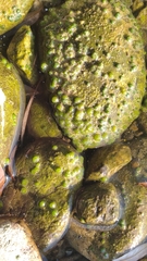 Chaetophoropsis