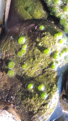 Chaetophoropsis