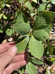 Quercus sadleriana