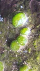 Chaetophoropsis