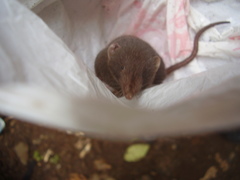 Crocidura thomensis
