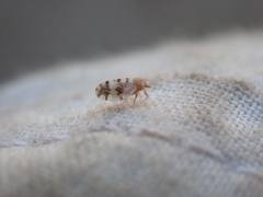 Euglyptoneura robusta