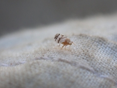 Euglyptoneura robusta