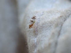 Euglyptoneura robusta