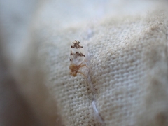 Euglyptoneura robusta