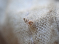 Euglyptoneura robusta