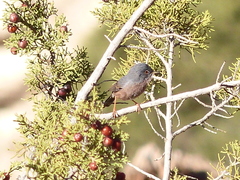 Curruca deserticola