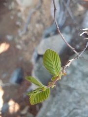Nothofagus macrocarpa