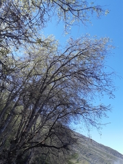 Nothofagus macrocarpa