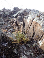 Ferulopsis hystrix