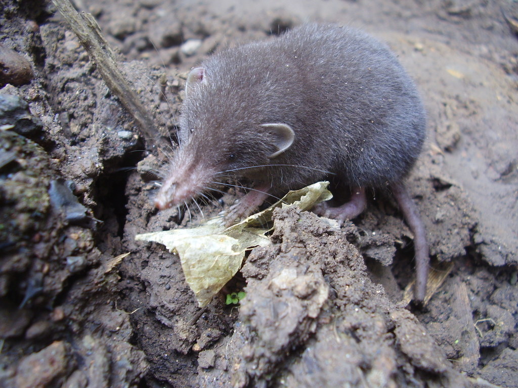 Sao Tome Shrew