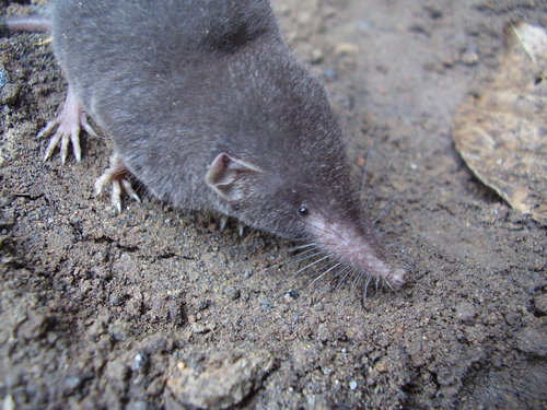 São Tomé Shrew