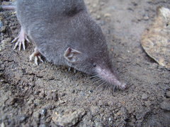 Crocidura thomensis