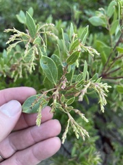 Arctostaphylos hispidula