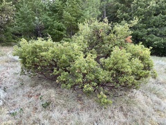 Arctostaphylos hispidula