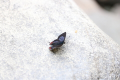 Heliophorus indicus