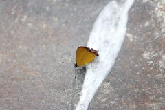 Heliophorus indicus