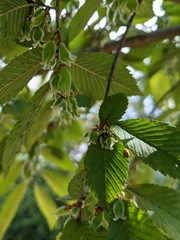 Ulmus serotina