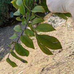 Ulmus serotina