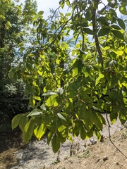 Ulmus serotina