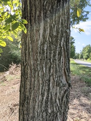 Ulmus serotina
