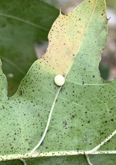 Zopheroteras hubbardi