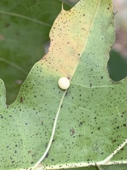 Zopheroteras hubbardi