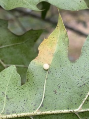 Zopheroteras hubbardi