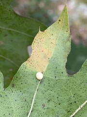 Zopheroteras hubbardi