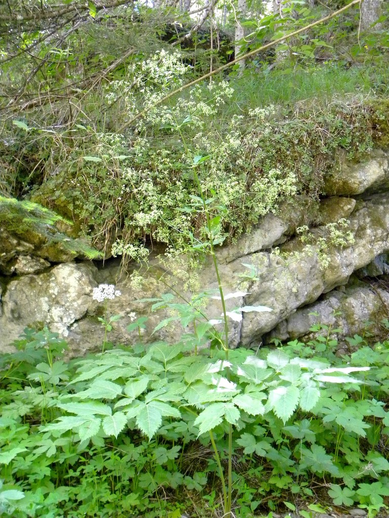 Trochiscanthes nodiflora