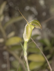 Pterostylis obtusa