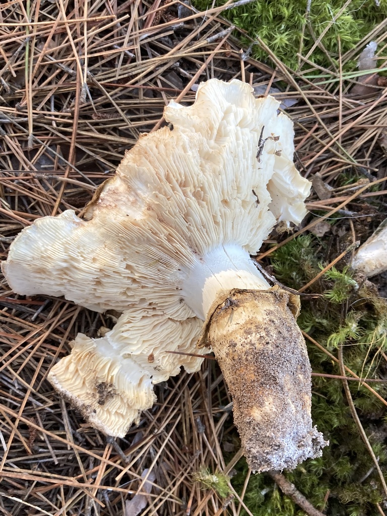American matsutake from Marquette, MI, US on October 05, 2021 at 0541