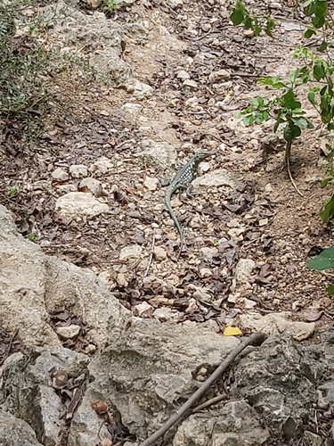 Laurent's Whiptail