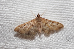 Nacoleia rhoeoalis
