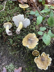 Tricholoma subluteum