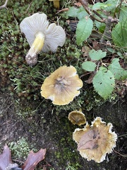 Tricholoma subluteum
