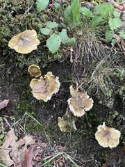 Tricholoma subluteum