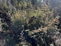 Platylobium infecundum