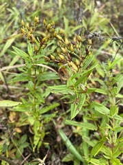 Hypericum adpressum