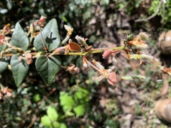 Platylobium infecundum