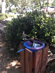 Garrulus glandarius atricapillus