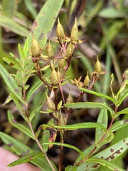 Hypericum adpressum