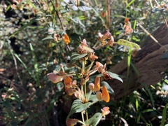 Platylobium infecundum