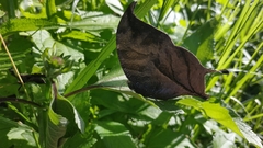 Consul electra electra