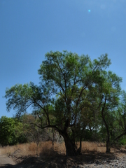 Astianthus viminalis