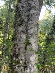 Alnus rubra