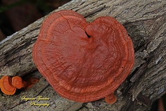 Ganoderma sichuanense