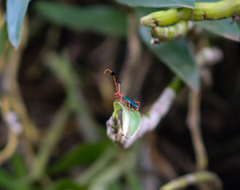 Compsocerus violaceus