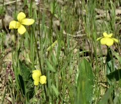 Viola purpurea quercetorum